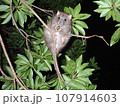 奄美大島と沖縄の森の中のケナガネズミ 107914603