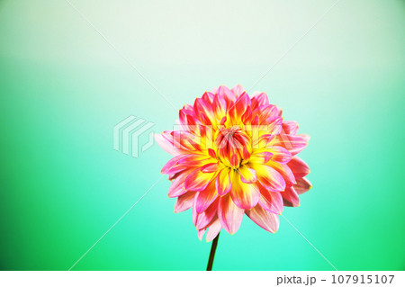 一輪のダリアの花 107915107