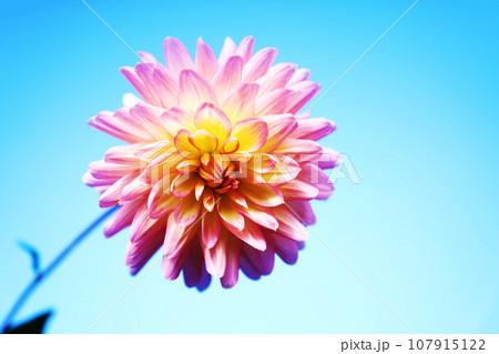 青空と一輪のダリアの花 青空と一輪のダリアの花 107915122
