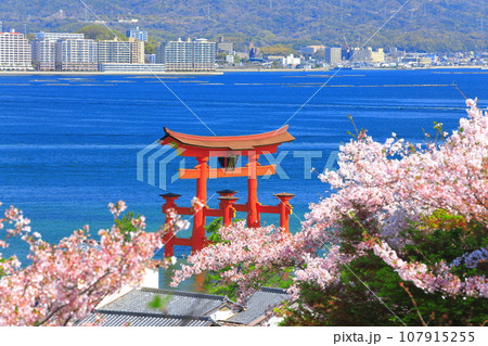 【広島県】満開の桜と厳島神社大鳥居（宮島） 107915255