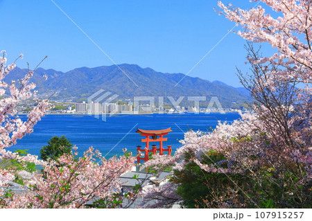 【広島県】満開の桜と厳島神社大鳥居（宮島） 107915257