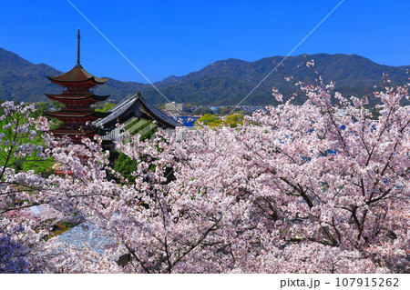 【広島県】満開の桜と厳島神社の五重塔（宮島） 107915262