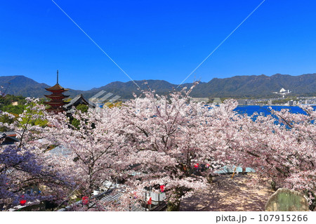 【広島県】満開の桜と厳島神社の五重塔（宮島） 107915266