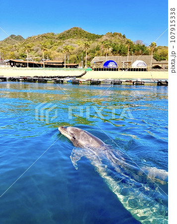 イルカに会える場所「愛媛県今治市」 イルカに会える場所「愛媛県今治市」 107915338