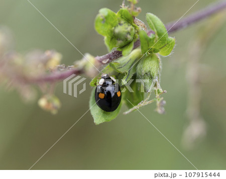 草の上のテントウムシ 草の上のテントウムシ 107915444