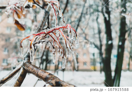 Branches of bush covered with ice after rain in frost in winter close-up. Frozen plants. After icy rain. Freezing rain. Winter, wintry, cold, ice, icy, frosty. A natural phenomenon. Natural background 107915588