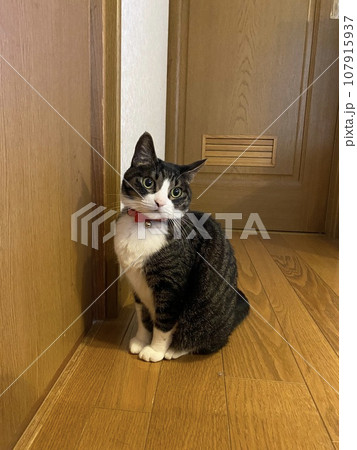 扉の前で開けてもらうのを待っている猫 扉の前で開けてもらうのを待っている猫 107915937