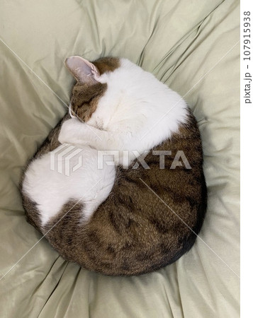 丸まって寝ている猫 丸まって寝ている猫 107915938