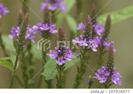 Colorful vertical closeup on the colorful purle flowers of the American Blue Vervain herp or swamp verbena hastata Colorful vertical closeup on the colorful purle flowers of the American Blue Vervain herp or swamp verbena hastata 107916077