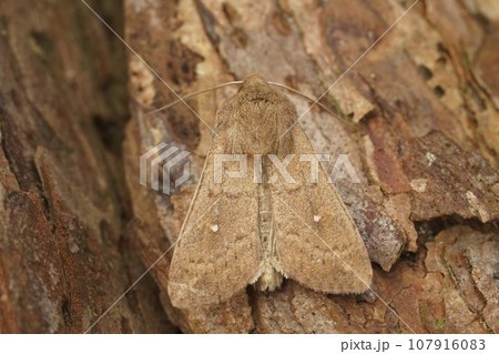 Detailed closeup on the white-point owlet moth, Mythimna albipuncta sitting on wood 107916083