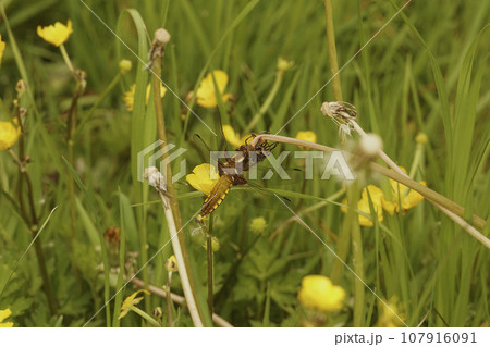 Closeup on a colorful female Broad-bodied chaser, Libellula depressa, hanging in the grass 107916091