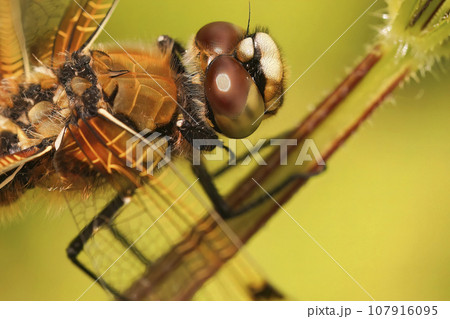 Closeup on a our-spotted chaser dragonfly, Libellula quadrimaculata, perched on a twig 107916095