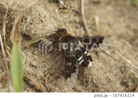 Closeup on a rare and colorful bee-fly, Thyridanthrax fenestratus sitting on the ground with spread wings 107916114