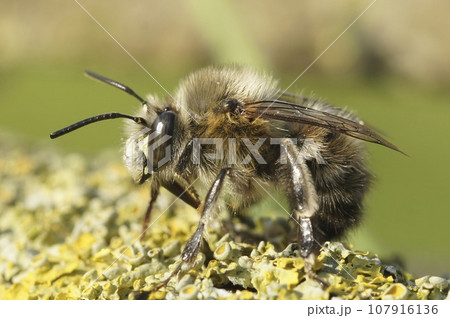 Detailed closeup on a hairy male hairy-footed flower bee, Anthophora plumipes sitting on wood Detailed closeup on a hairy male hairy-footed flower bee, Anthophora plumipes sitting on wood 107916136
