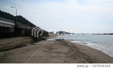 葡萄川の河口の砂浜に集まるウミネコ 107916169