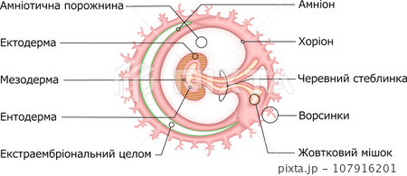 胚葉　構造　イラスト　ウクライナ語 107916201