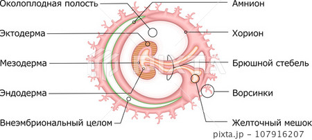胚葉　構造　イラスト　ロシア語 107916207