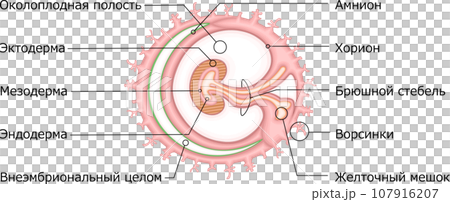 胚葉　構造　イラスト　ロシア語 107916207