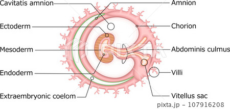 胚葉 構造 イラスト ラテン語 胚葉 構造 イラスト ラテン語 107916208