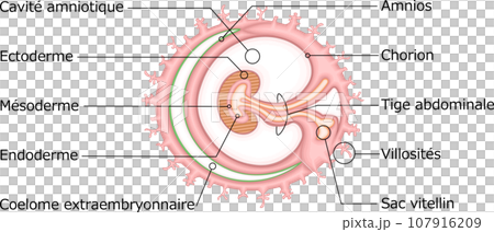 胚葉 構造 イラスト フランス語 胚葉 構造 イラスト フランス語 107916209