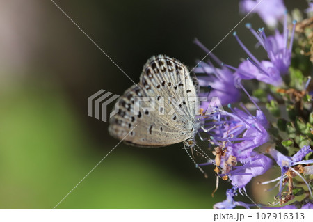 秋の庭に咲く紫色のダンギクの花の蜜を吸うヤマトシジミ蝶 秋の庭に咲く紫色のダンギクの花の蜜を吸うヤマトシジミ蝶 107916313
