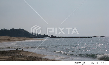 葡萄川の河口の砂浜に集まるウミネコ 107916330