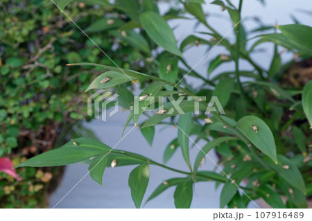 ナギイカダ 107916489