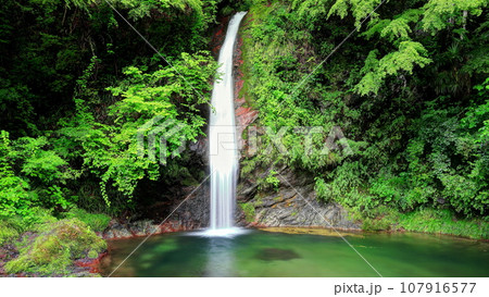 キンシバイ咲く秩父華厳の滝 107916577