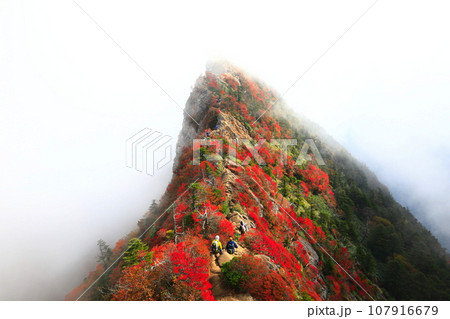 【愛媛県】霧に包まれる紅葉の天狗岳（石鎚山） 107916679