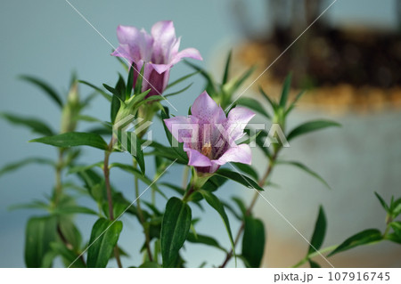 ササリンドウの花 107916745