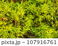 Juniper branch texture 107916761