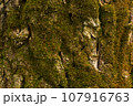 The texture of the bark of a tree overgrown with moss 107916763