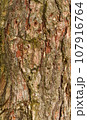Tree bark texture pine 107916764