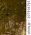 The texture of the bark of a tree overgrown with moss 107916765