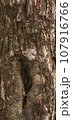 Tree bark texture 107916766