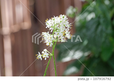 イワショウブの花 イワショウブの花 107916792