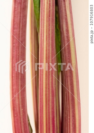 ビーツの葉の茎 107916803