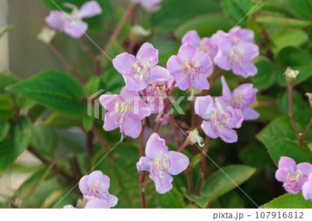 ハシカンボクの花 ハシカンボクの花 107916812