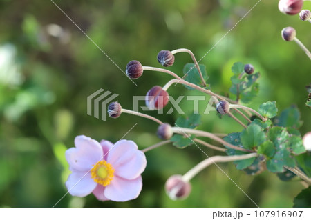 秋の庭に咲くピンク色のシュウメイギクの花 107916907