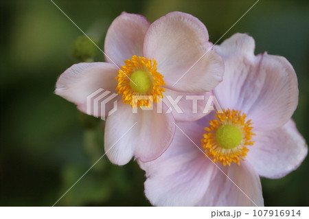 秋の庭に咲くピンク色のシュウメイギクの花 107916914