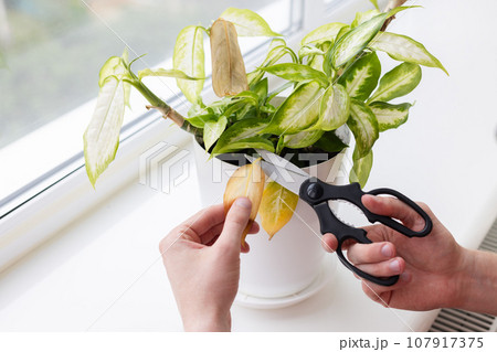 Mans hands cutting with scissors yellow leaves of dieffenbachia plant. Diseases of the plants. Mans hands cutting with scissors yellow leaves of dieffenbachia plant. Diseases of the plants. 107917375