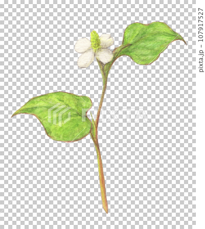 Dokudami herb watercolor pencil illustration 107917527