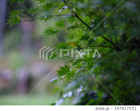 雨に濡れる紅葉 雨に濡れる紅葉 107917551
