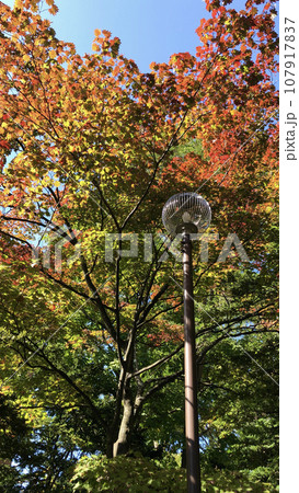 街灯と紅葉の風景 107917837