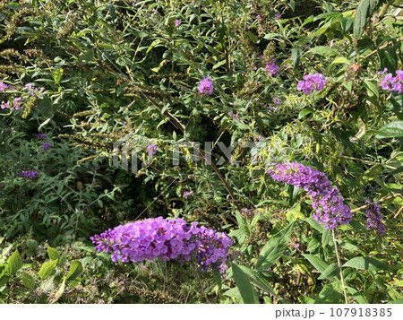 紫色の小さな花_ フサフジウツギ_ 房藤空木_ ブッドレア 107918385