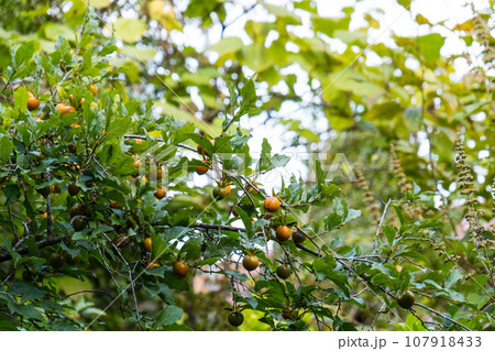 秋に小さな柿の実をつけるロウヤガキ｜園芸イメージ｜秋イメージ 107918433