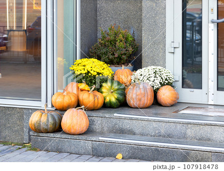 Large ripe pumpkins with autumn chrysanthemums on the stone steps of the porch of the house. Large ripe pumpkins with autumn chrysanthemums on the stone steps of the porch of the house. 107918478