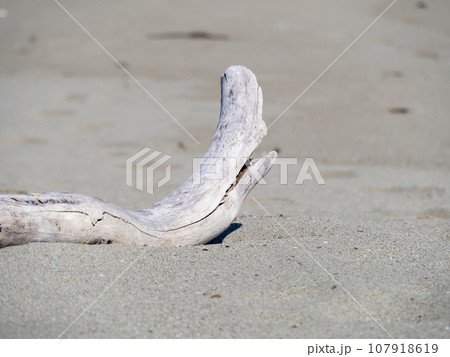 砂浜の流木。 107918619