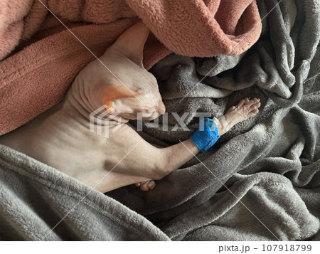 Cat with catheter on paw sleeping after surgery. Vet and animal concept 107918799
