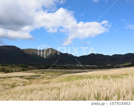 《箱根仙石原》ススキ草原 107918902